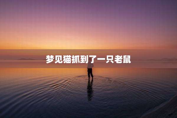 梦见猫抓到了一只老鼠