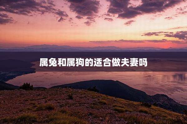 属兔和属狗的适合做夫妻吗