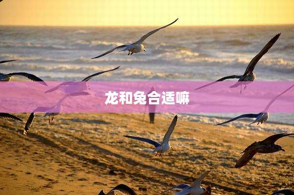 龙和兔合适嘛