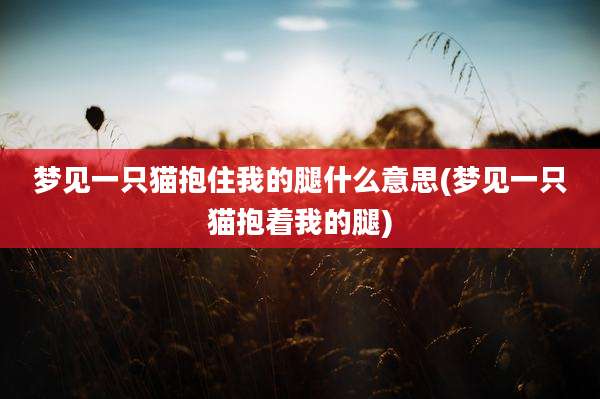 梦见一只猫抱住我的腿什么意思(梦见一只猫抱着我的腿)