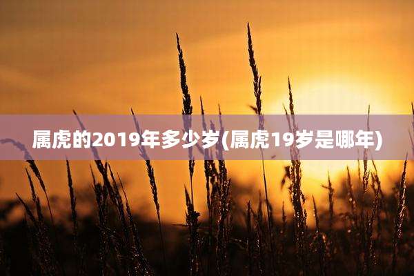 属虎的2019年多少岁(属虎19岁是哪年)