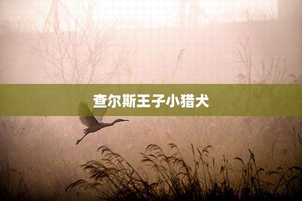 查尔斯王子小猎犬