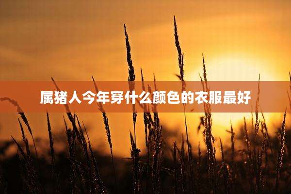 属猪人今年穿什么颜色的衣服最好