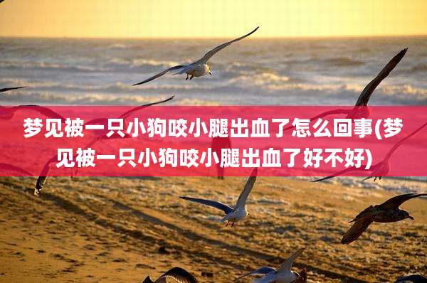 梦见被一只小狗咬小腿出血了怎么回事(梦见被一只小狗咬小腿出血了好不好)