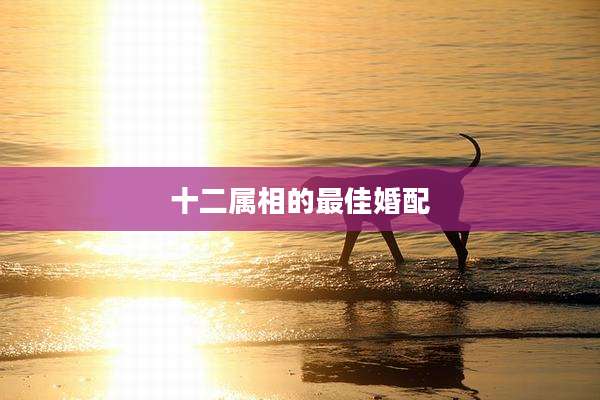 十二属相的最佳婚配