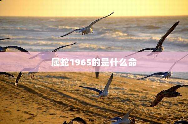 属蛇1965的是什么命