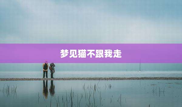 梦见猫不跟我走
