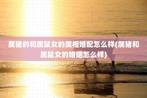 属猪的和属鼠女的属相婚配怎么样(属猪和属鼠女的婚姻怎么样)