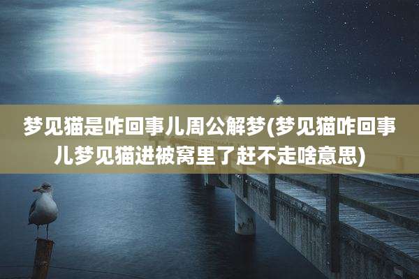 梦见猫是咋回事儿周公解梦(梦见猫咋回事儿梦见猫进被窝里了赶不走啥意思)