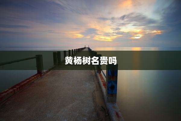 黄杨树名贵吗