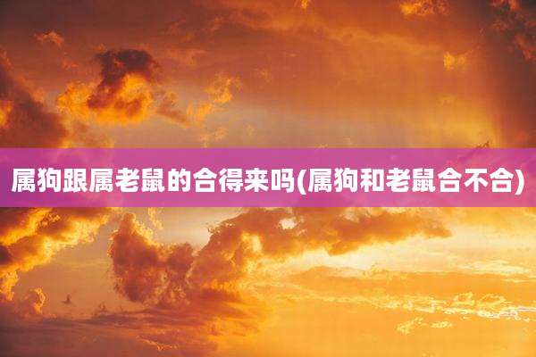 属狗跟属老鼠的合得来吗(属狗和老鼠合不合)