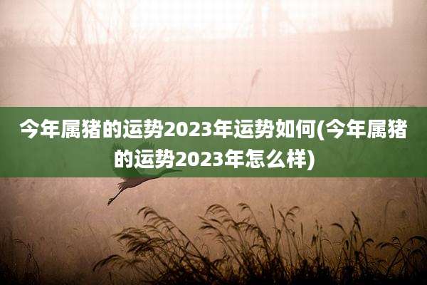 今年属猪的运势2023年运势如何(今年属猪的运势2023年怎么样)