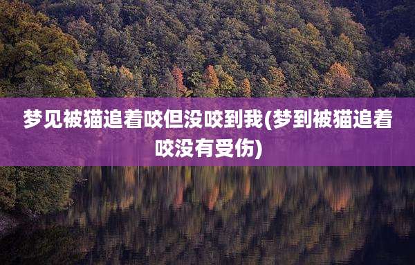 梦见被猫追着咬但没咬到我(梦到被猫追着咬没有受伤)