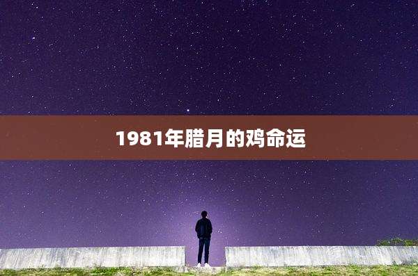 1981年腊月的鸡命运