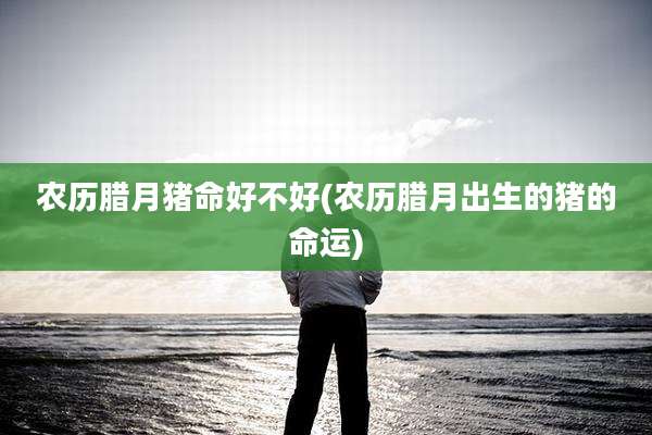农历腊月猪命好不好(农历腊月出生的猪的命运)