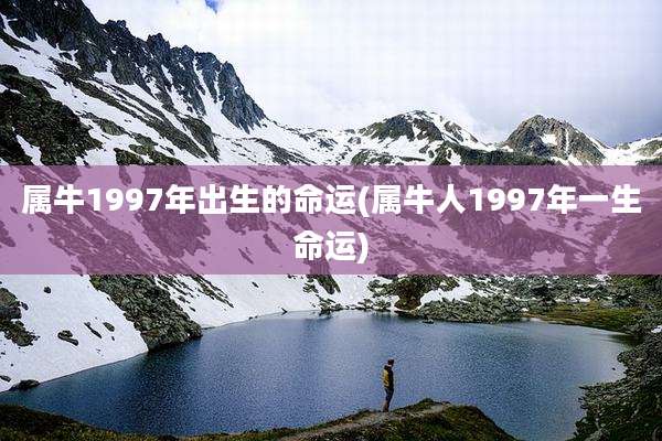 属牛1997年出生的命运(属牛人1997年一生命运)
