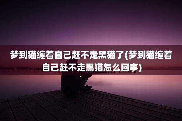 梦到猫缠着自己赶不走黑猫了(梦到猫缠着自己赶不走黑猫怎么回事)