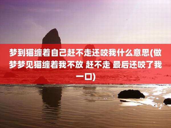 梦到猫缠着自己赶不走还咬我什么意思(做梦梦见猫缠着我不放 赶不走 最后还咬了我一口)