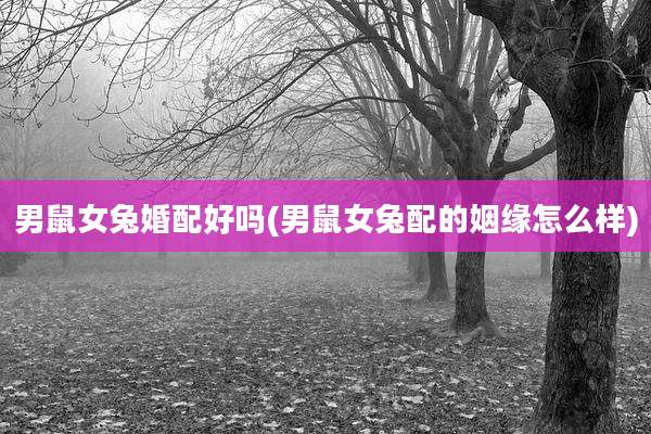 男鼠女兔婚配好吗(男鼠女兔配的姻缘怎么样)