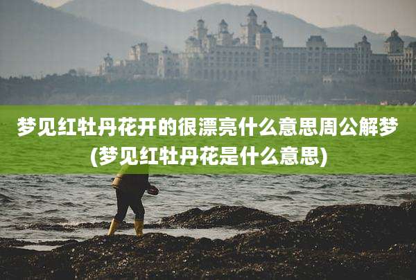 梦见红牡丹花开的很漂亮什么意思周公解梦(梦见红牡丹花是什么意思)