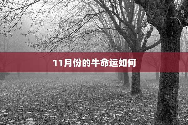 11月份的牛命运如何