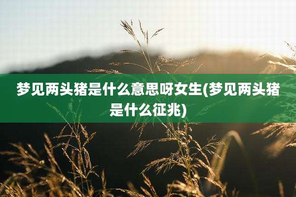 梦见两头猪是什么意思呀女生(梦见两头猪是什么征兆)