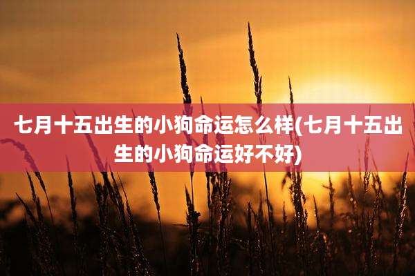 七月十五出生的小狗命运怎么样(七月十五出生的小狗命运好不好)