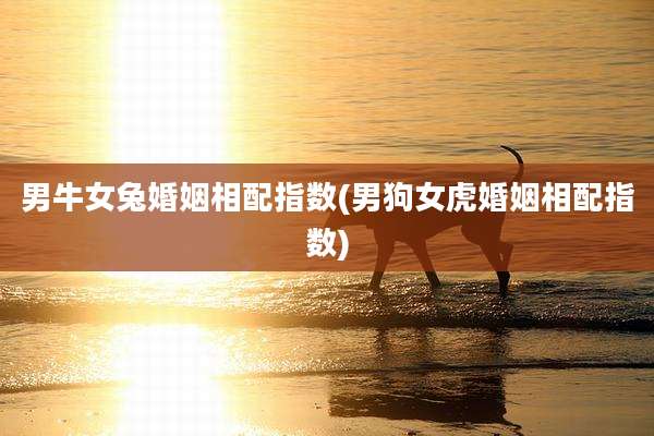 男牛女兔婚姻相配指数(男狗女虎婚姻相配指数)