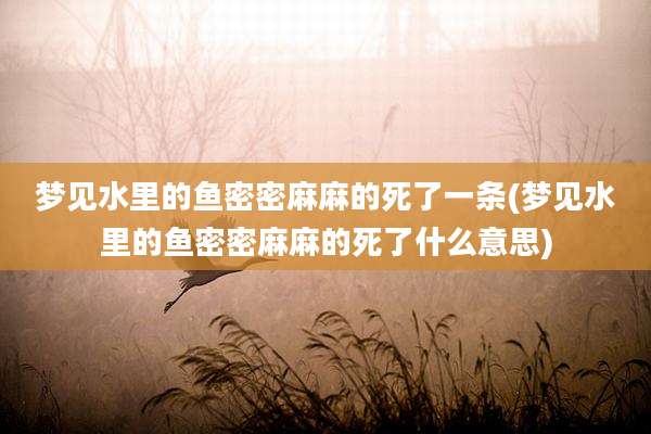 梦见水里的鱼密密麻麻的死了一条(梦见水里的鱼密密麻麻的死了什么意思)