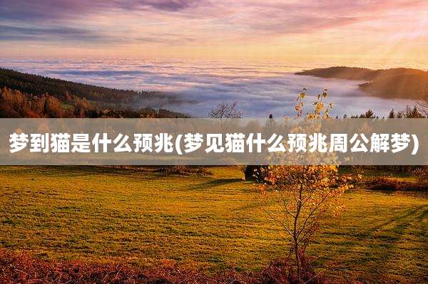 梦到猫是什么预兆(梦见猫什么预兆周公解梦)