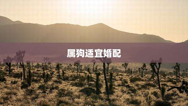 属狗适宜婚配