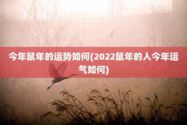 今年鼠年的运势如何(2022鼠年的人今年运气如何)
