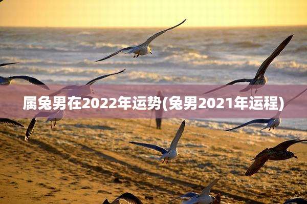 属兔男在2022年运势(兔男2021年运程)