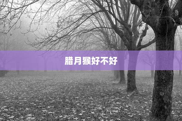 腊月猴好不好