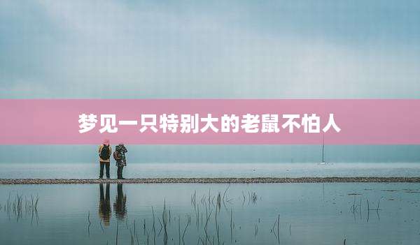 梦见一只特别大的老鼠不怕人
