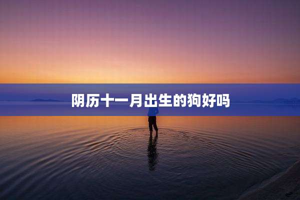 阴历十一月出生的狗好吗