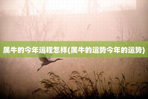 属牛的今年运程怎样(属牛的运势今年的运势)