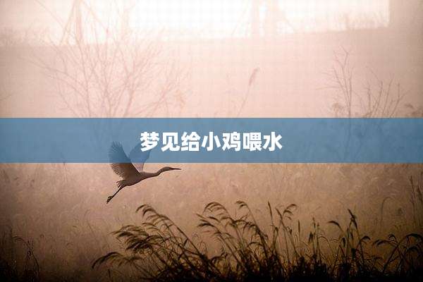 梦见给小鸡喂水