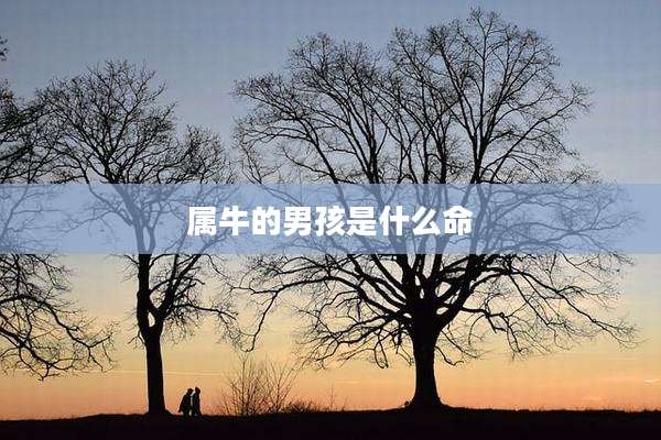 属牛的男孩是什么命