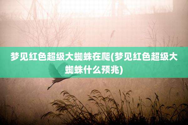 梦见红色超级大蜘蛛在爬(梦见红色超级大蜘蛛什么预兆)