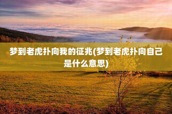 梦到老虎扑向我的征兆(梦到老虎扑向自己是什么意思)