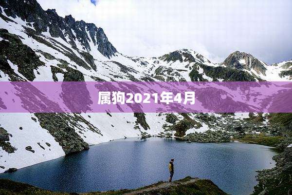 属狗2021年4月