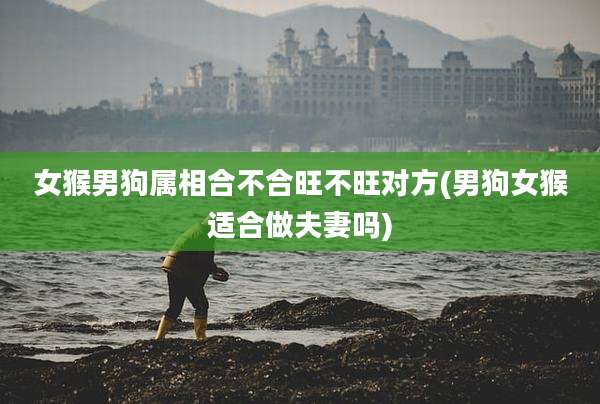 女猴男狗属相合不合旺不旺对方(男狗女猴适合做夫妻吗)