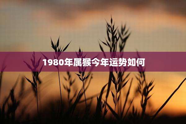 1980年属猴今年运势如何