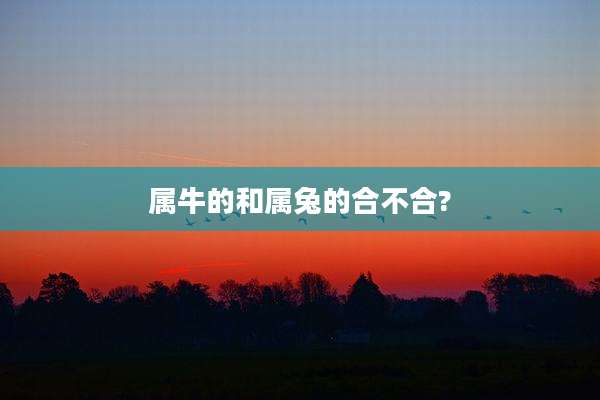 属牛的和属兔的合不合?