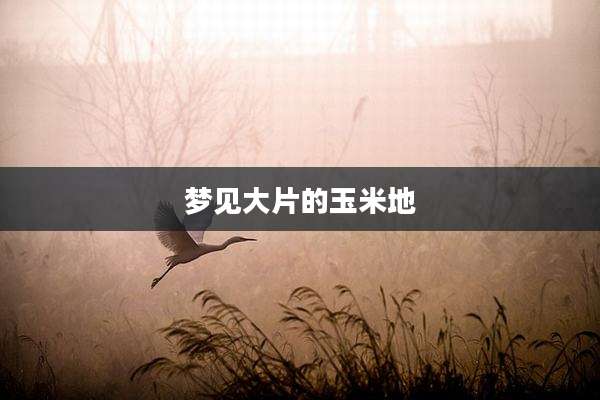 梦见大片的玉米地