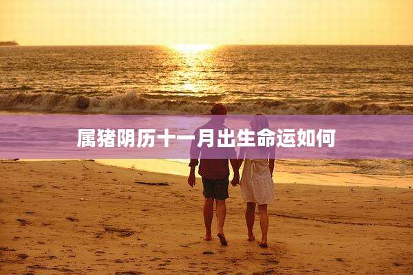 属猪阴历十一月出生命运如何