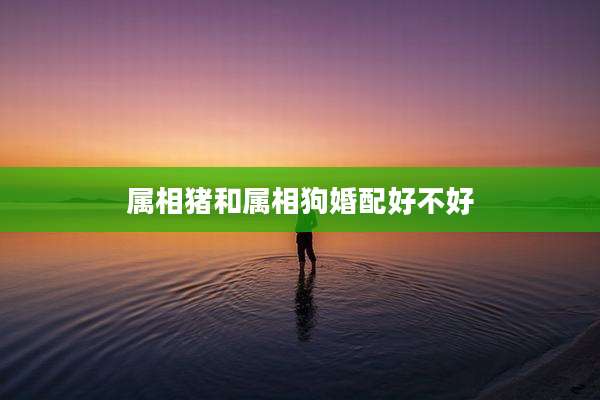 属相猪和属相狗婚配好不好