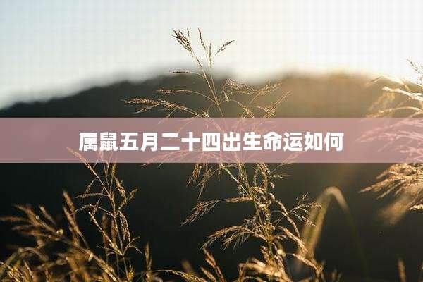 属鼠五月二十四出生命运如何