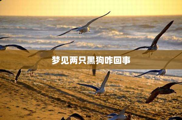 梦见两只黑狗咋回事